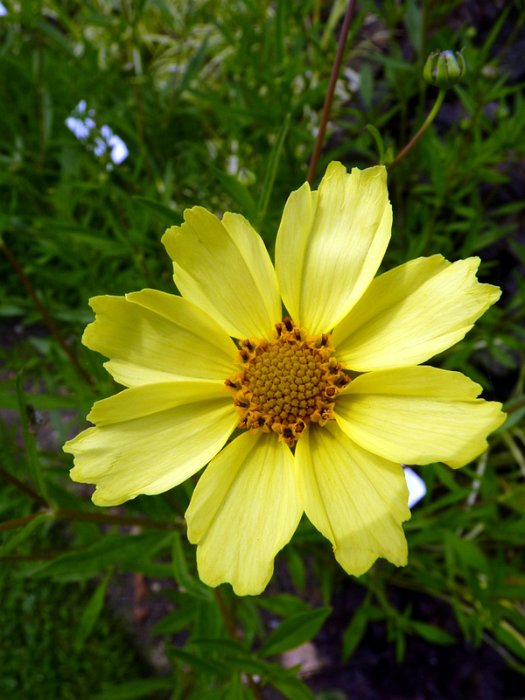 Coreopsis x 'Full Moon' fleur